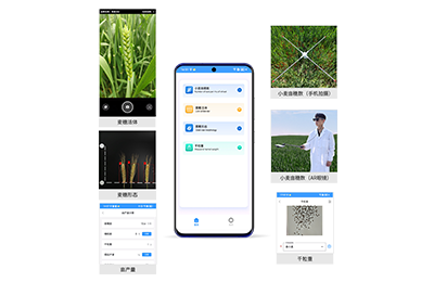 元朗区小麦亩穗数分析仪IN-XM02