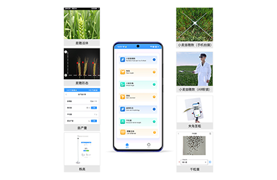 元朗区小麦表型测量仪IN-XM05